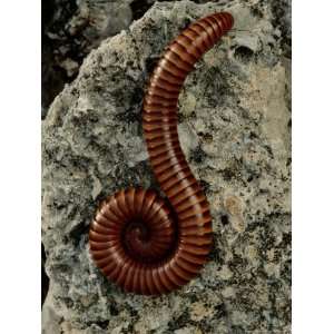  A Millipede Curled on a Rock Photographers Photographic 
