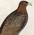MORRIS PRINT ANIMAL BIRD OF PREY GOLDEN EAGLE RAPTOR AQUILA ORIGINAL 