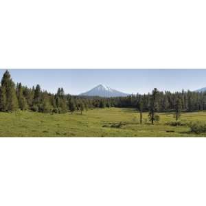  Trees on a Landscape with a Mountain in the Background, Mt 