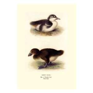  Downy Young Ducks by Henrick Gronvold, 24x32