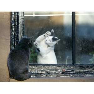  Separated by a Pane of Glass, a White Cat Tries to Play 