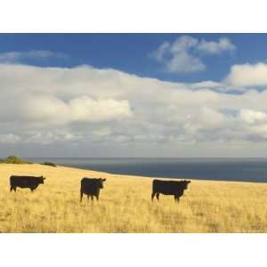  Cows on Pasture, Stanley, Tasmania, Australia, Pacific 