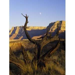  Full Moon and Juniper Skeleton, Horseshoe Mesa, Grand 