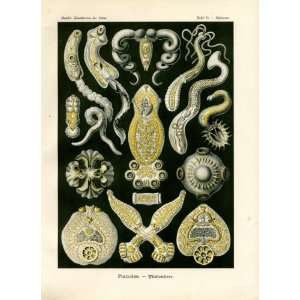 Ernst Haeckel 1904   Platodes   Artforms of Nature 