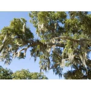  Spanish Moss in Tree, Bayou Le Batre, Alabama, USA Premium 