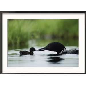  A Tiny Loon Chick Being Fed by its Parent Art Styles 