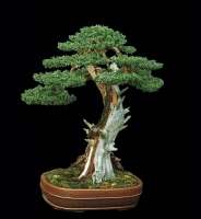 Libro bonsai con las técnicas de Salvatore Liporace  