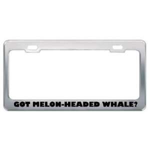 Got Melon Headed Whale? Animals Pets Metal License Plate Frame Holder 