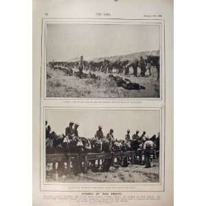Boer War Africa 1900 Horses Infantry Arundel Carabineer  