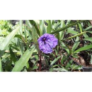   Gallon Mexican Petunia Ruellia Purple Blooms Patio, Lawn & Garden