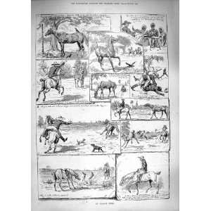  1890 Arabian Steed Pariah Dogs Horses Lassoo Old Print 