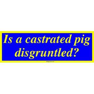  Is a castrated pig disgruntled? Bumper Sticker Automotive