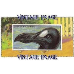   inch x 2 inch (7.5 x 5cm) Acrylic Keyring Bird Great Auk Vintage Image