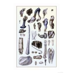 Shells Pedunculated Cirrepedes and Conchifera Dimyaria Animals Giclee 