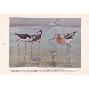  1937 Avocet Black necked Stilt   Allan Brooks Vintage Bird 