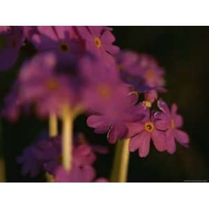  Close View of Phlox Type Pink Flowers Premium Photographic 