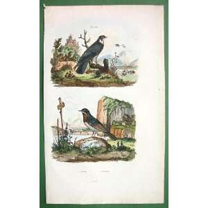 BIRDS Falcon Warbler   SUPERB Natural History H/C Color Antique Print 