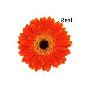  Real (color) Gerbera Daisies   72 Stems Arts, Crafts 