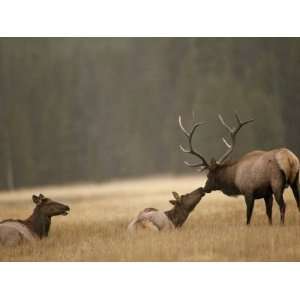  Bull Elk Nuzzles a Cow in Yellowstones Elk Park, a Meadow 