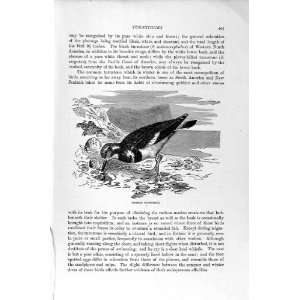   NATURAL HISTORY 1895 COMMON TURNSTONE BIRD SANDPIPER