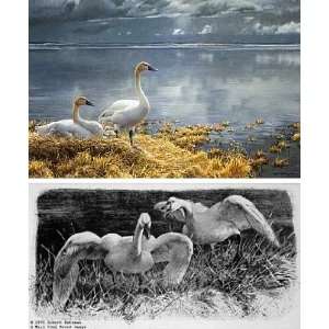  Robert Bateman   Wide Horizons Tundra Swans Artists Proof 