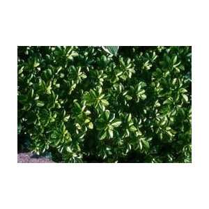  Pachysandra   Japanese Spurge Patio, Lawn & Garden