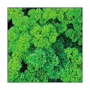  Triple Curled Parsley Seed Patio, Lawn & Garden