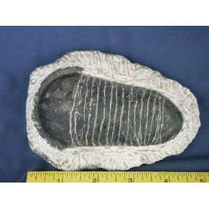 Trilobite Fossil, 8.15.3