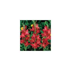  Winter Hardy Gladiolus Robinetta Bulb Patio, Lawn 
