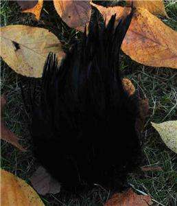 100 PCS PURE Black ROOSTER SADDLE HACKLE FEATHERS 5 6  