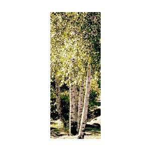  Quaking Aspen, 35 45 inch Tree Patio, Lawn & Garden