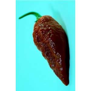  Chocolate Bhut Jolokia Chile Pepper 4 Plants   Extremely 