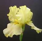 green eyed lady tall bearded iris 2 rhizomes $ 6 79 15 % off $ 7 99 