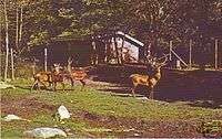 Bensons Wild Animal Park Hudson New Hampshire Postcard  