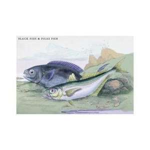  Blackfish and Pilas Fish 20x30 poster