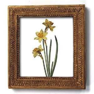  Daffodil, German School, circa 1790   Gold Frame Magnet 