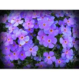  Lemhi Purple Phlox Seed Packet Patio, Lawn & Garden