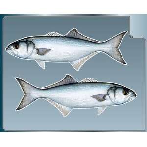  BLUEFISH Fish vinyl decals Set of 2 Stickers Sport Fishing 