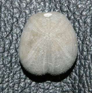 Cretaceous, Aptian, Spain, Morella, (Castellon). Dimension 19mm