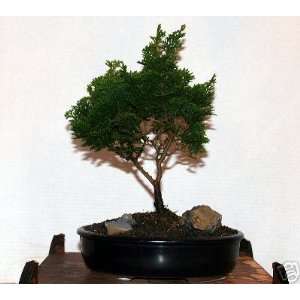 Hinoki Cypress Bonsai Tree Grocery & Gourmet Food