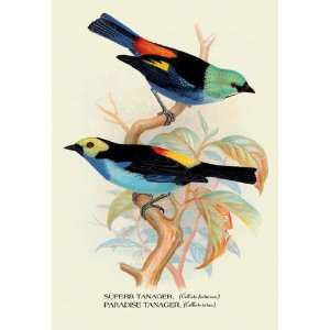 Superb Tanager; Paradise Tanager 28x42 Giclee on Canvas  