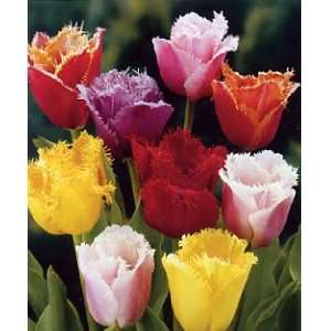  Fringed Tulip Mix 8 Bulbs  Gorgeous Colors Patio, Lawn 