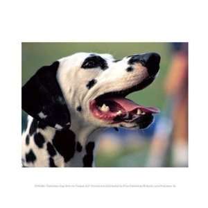  Dalmation Dog With His Tongue Out Poster (10.00 x 8.00 