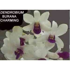 Dendrobium Burana Charming 1596H Grocery & Gourmet Food