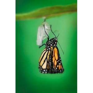  Monarch Butterfly Life Cycle   Peel and Stick Wall Decal 