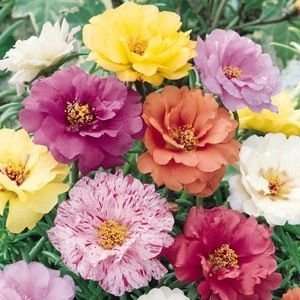  Sundial Mix Portulaca (Moss Rose) Seed Packet Patio, Lawn 