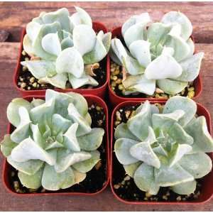  Succulent Gray Claw Rosette 4 Pack Patio, Lawn & Garden