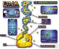 DNA Understand Basics Science Bulletin Board Set NEW  