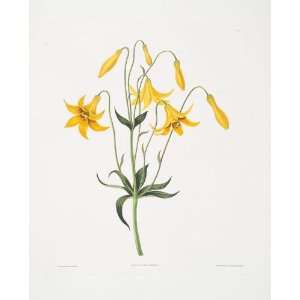     Robert Havell   24 x 30 inches   Lilium canadense