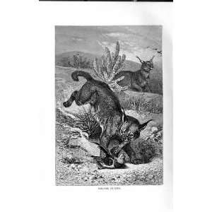  NATURAL HISTORY 1893 94 CARACALS HUNTING ANIMALS